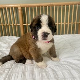 Girl 2 - Mahogany and white Saint Bernard puppy in Albany, Georgia from Magnolia Saint Bernards