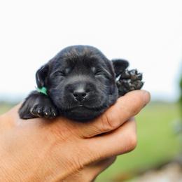 Teal Girl - Black female Labrador Retriever puppy in Linville, Virginia from Virginia Labradors