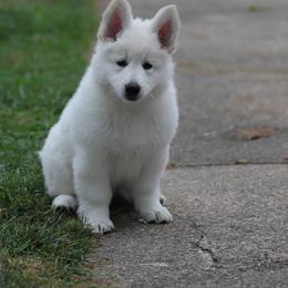 Berger Blanc Suisse Puppies from Nasha Comanda White Swiss Shepherds