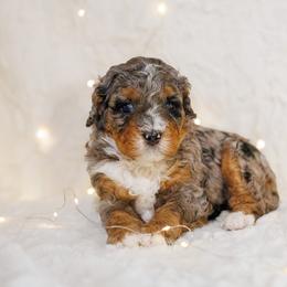 Bernedoodle Puppies from Safe Havynn Doodles