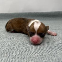Pooh - Red male Pembroke Welsh Corgi puppy in Waco, Texas from The Comma Corgis