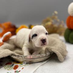 Savannah - Blue belton female English Setter puppy in Rogers, Ohio from StoneyBrook Setters