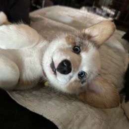 Cardigan Welsh Corgi Puppies from Wasatch
