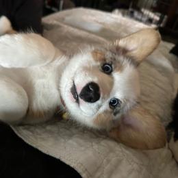 Cardigan Welsh Corgi Puppies from Wasatch