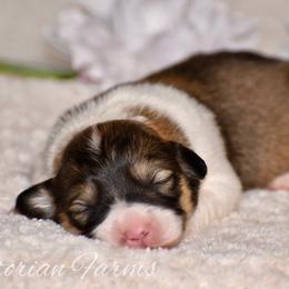 Apple - Sable female Pembroke Welsh Corgi puppy in East Canton, Ohio from Victorian Farms