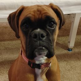 Boxers and Miniature Pinschers from Pike's Pups