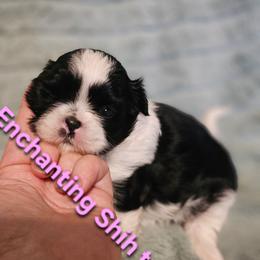 AKC Belle - Black and white female Shih Tzu puppy in Dexter, Kentucky from Enchanting Shih tzu