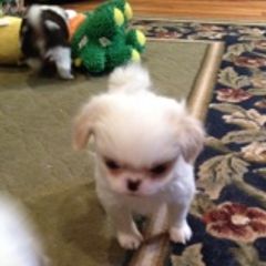 Japanese Chin Puppies from Dizzy Japanese Chin