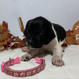 Pink - Black and white female German Shorthaired Pointer puppy in Newton Grove, North Carolina from Wayalife Labradors & Gsp’s