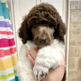 Poodle Puppies from Apricity Poodles