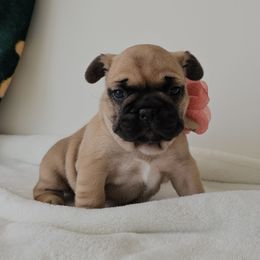 Maizy - Fawn and white female French Bulldog puppy in Utah from Perfect Fit Frenchies