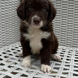 Bordoodle Puppies from Borders of Eby Eden