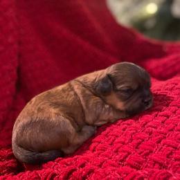 Charlie - Brindle male Shih Tzu puppy in Lexington, North Carolina from SCS Shih Tzus