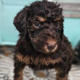 Yellow Collar Girl - Phantom female Poodle puppy in Tehama County, California from Hals Pals K9s