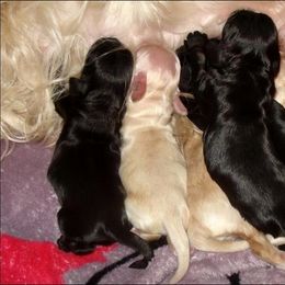 Cocker Spaniel Puppies from Belive in Dreams Cockers