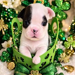 Splash Girl - Black brindle and white female Boston Terrier puppy in San Antonio, Texas from JT Bostons