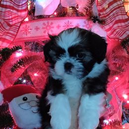 Shih Tzu Puppies from Starrynight Shih Tzu