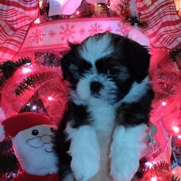 Shih Tzu Puppies from Starrynight Shih Tzu