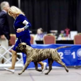Bullmastiff Puppies from Amulet Bullmastiffs