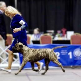 Bullmastiff Puppies from Amulet Bullmastiffs