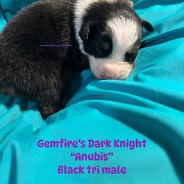 Anubis - Black tri-color male Australian Shepherd puppy in Muncie, Indiana from Gemfire Australian Shepherds