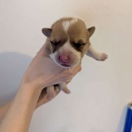 Pembroke Welsh Corgi Puppies from Mount Garfield Corgis