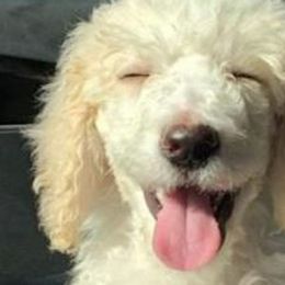 Cavapoos, Cockapoos, Goldendoodles, and Poodles from Jolidoodles