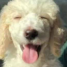Cavapoos, Cockapoos, Goldendoodles, and Poodles from Jolidoodles