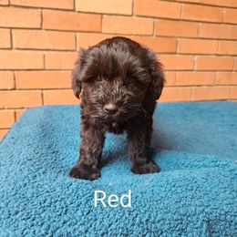 Red collar - Miniature Schnauzer puppy in Arkansas from Central AR Schnoodles