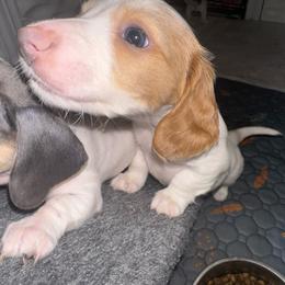 Boy3 - Piebald male Dachshund puppy in Stockton, California from Royalty Weenies