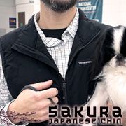 Japanese Chins from Sakura Japanese Chin