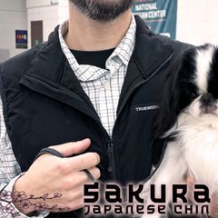 Japanese Chins from Sakura Japanese Chin