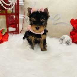 Yorkshire Terrier Puppies from Green Mountain Designer Yorkies