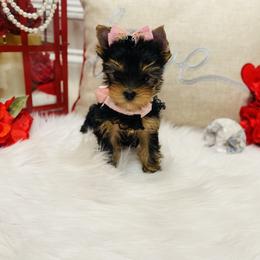 Yorkshire Terrier Puppies from Green Mountain Designer Yorkies