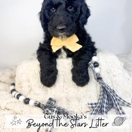 Sol - Black male Goldendoodle puppy in Anderson, South Carolina from Brinkerhoff Doodle Farm