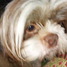 Shih Tzu All Grown Up from Shih Tzu's by Jen