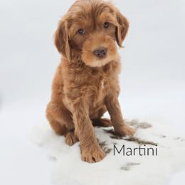 Martini - Red  female Goldendoodle puppy in Wooster, Ohio from Cynology Doodles