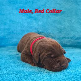 Rubble - Chocolate male Labrador Retriever puppy in Caledonia, Ohio from 7Cs Labs