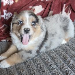 Carlota - Blue merle female Miniature American Shepherd puppy in Goldendale, Washington from Amulet Charm