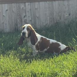 Basset Hound and Bloodhound Puppies from Sandhill Hounds of Nebraska