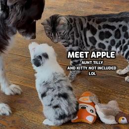 Apple - Blue merle female Australian Shepherd puppy in Bethany, Connecticut from Wynter Thyme Manor Australian shepherds