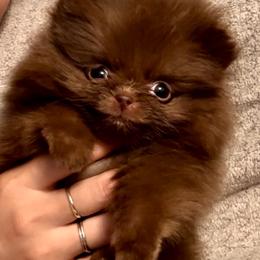 Chocolate girl - Chocolate female Pomeranian puppy in California from Ray of Poms