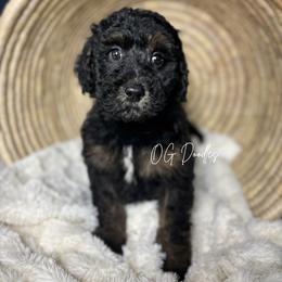 Washington - Phantom male Goldendoodle puppy in Cleveland, Georgia from The O.G. Doodles