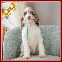 Elle - Merle female Cockapoo puppy in Connersville, Indiana from Deaz Doodle Ranch