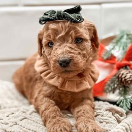 Twilight - Red  female Goldendoodle puppy in Iola, Texas from Supreme Doodles of Texas