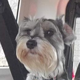Piper - Miniature Schnauzer