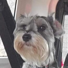 Piper - Miniature Schnauzer