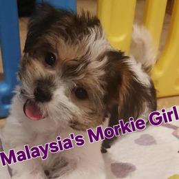 Maltese, Maltipoo, and Morkie Puppies from The Aristocratic Puppy Patch