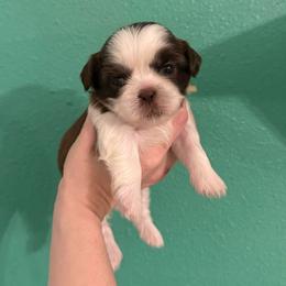 Romeo - Liver and white male Shih Tzu puppy in Stroud, Oklahoma from Laik’s Little Shihtz & Poms
