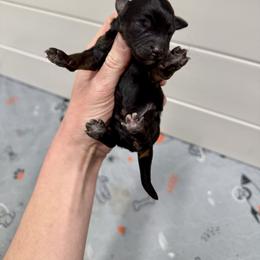 Girl 4 - Black phantom female Aussiedoodle puppy in Heber City, Utah from Junipersdoodles